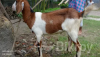 খাসি